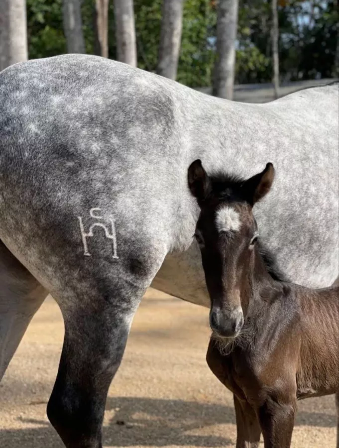 Школа Верховой Езды Moracea Horse Academy в Пхукете: Животные, Тренировка, Спортзал, Тренер,