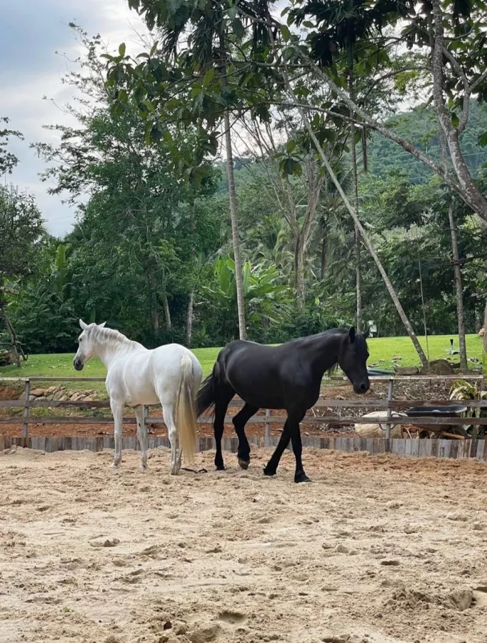 Школа Верховой Езды Moracea Horse Academy в Пхукете: Животные, Тренировка, Спортзал, Тренер,