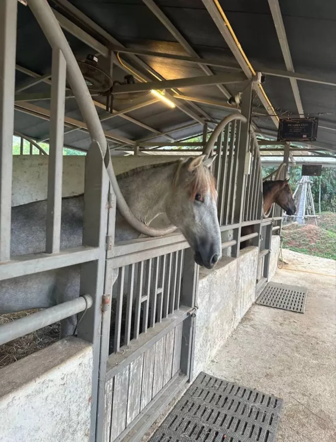 Школа Верховой Езды Moracea Horse Academy в Пхукете: Животные, Тренировка, Спортзал, Тренер,