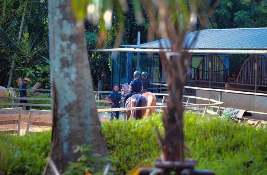 Школа Верховой Езды Moracea Horse Academy в Пхукете: Животные, Тренировка, Спортзал, Тренер,