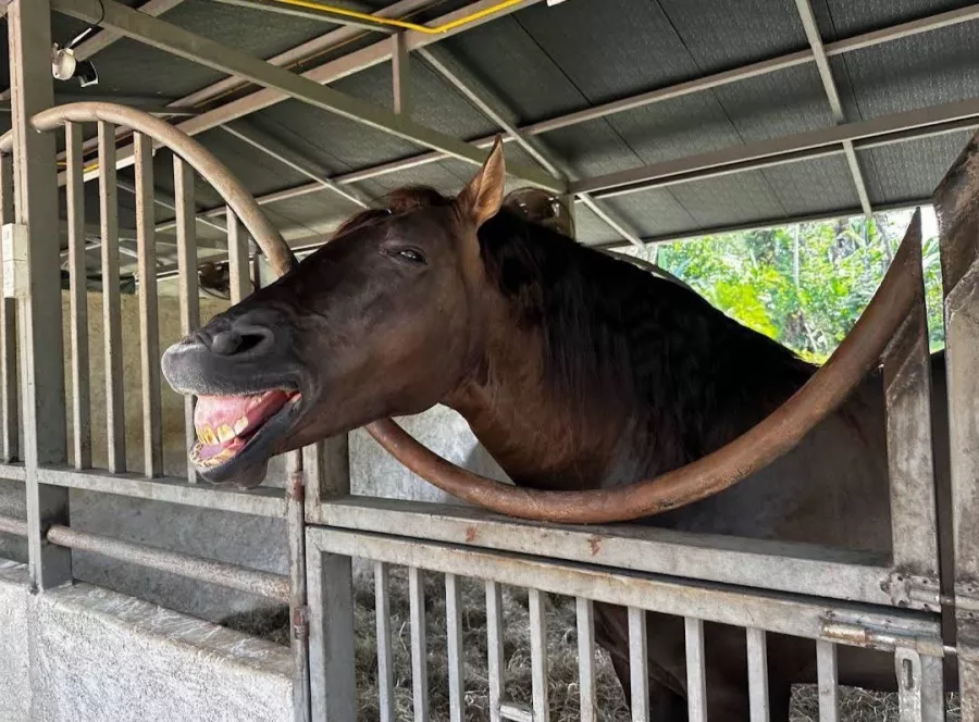 Школа Верховой Езды Moracea Horse Academy в Пхукете: Животные, Тренировка, Спортзал, Тренер,