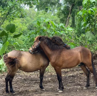 Конные Прогулки «COLTS»