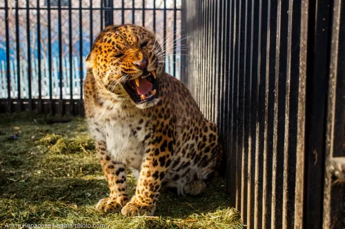 Читинский городской зоопарк  в  Чите