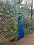 Миниатюра 7