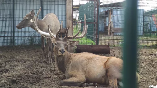 Зоопарк Радуга  в  Чите