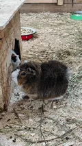 Миниатюра 8