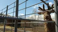 Миниатюра 7