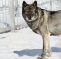 Миниатюра 7