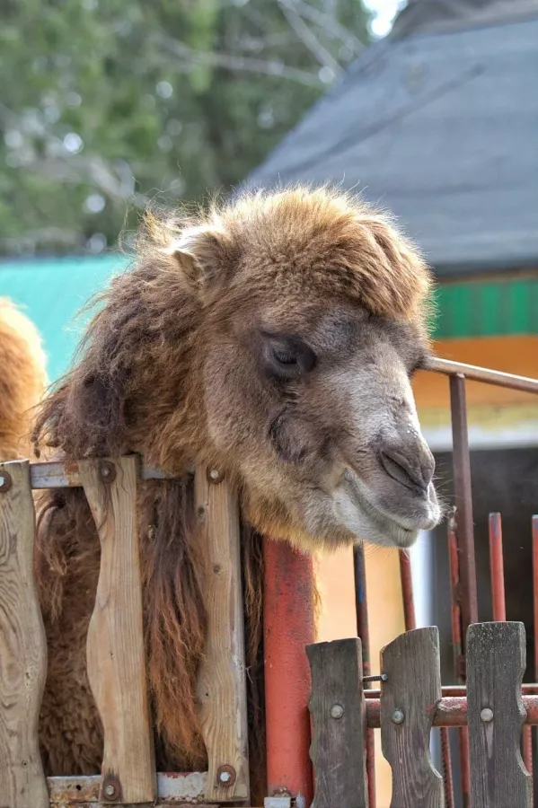 Зоопарк в Таганроге: Животные, Зоопарк, Для всей семьи, Природа,