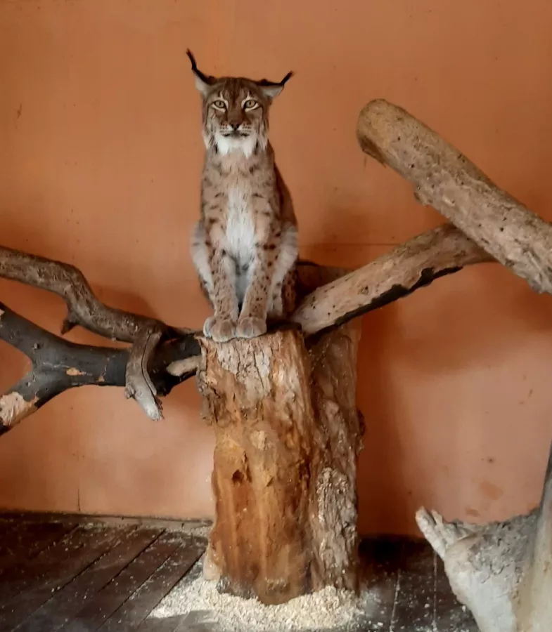 Зоопарк в Таганроге: Животные, Зоопарк, Для всей семьи, Природа,