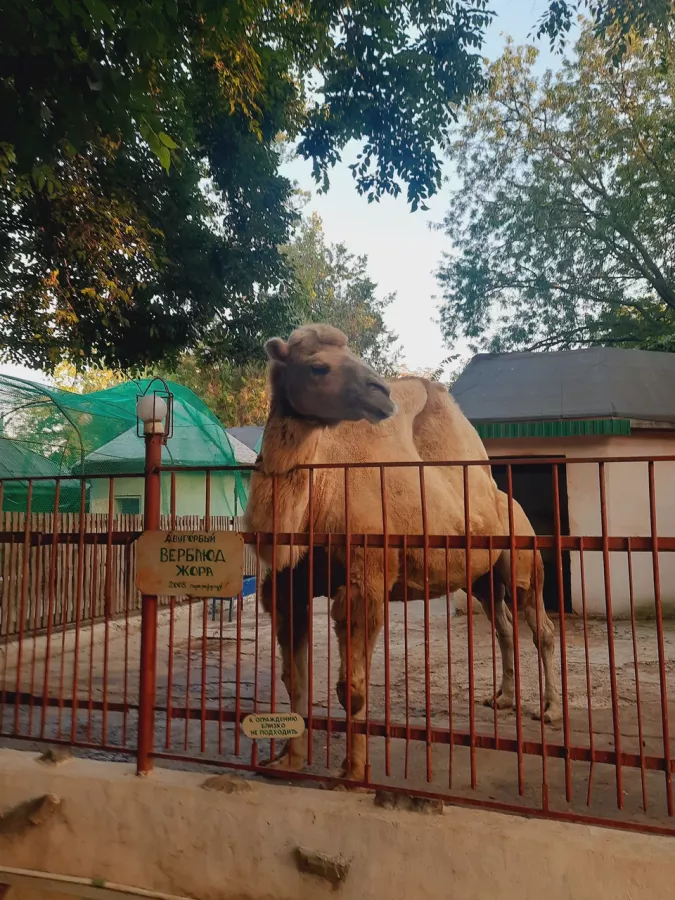 Зоопарк в Таганроге: Животные, Зоопарк, Для всей семьи, Природа,