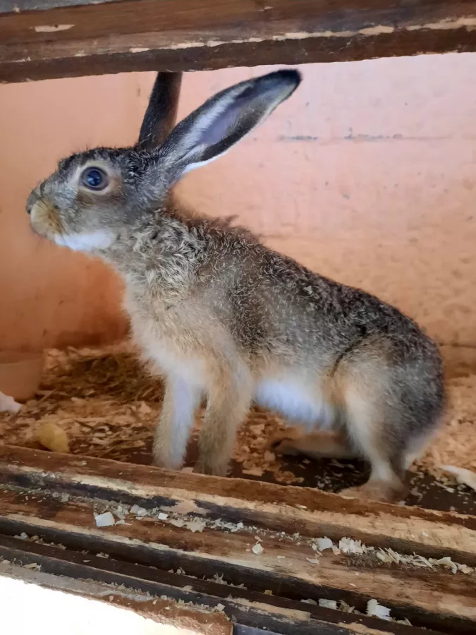 Зоопарк в Таганроге: Животные, Зоопарк, Для всей семьи, Природа,