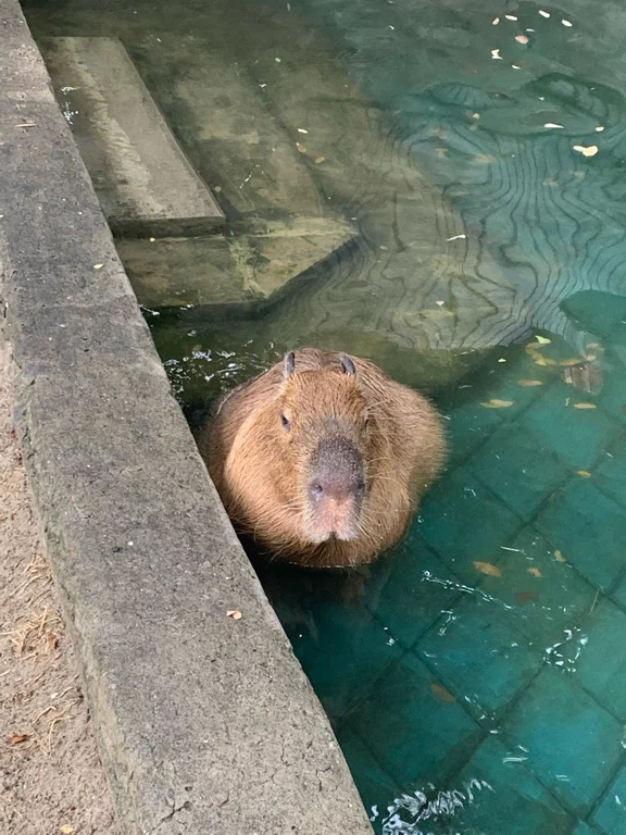 Зоопарк в Таганроге: Животные, Зоопарк, Для всей семьи, Природа,