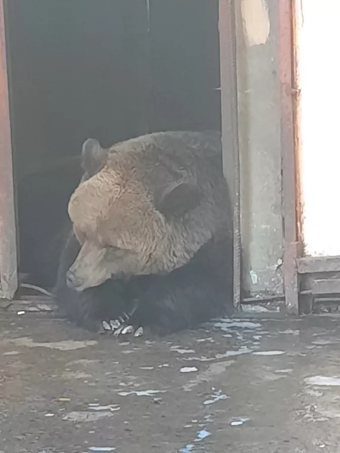 Зоопарк в Таганроге: Животные, Зоопарк, Для всей семьи, Природа,