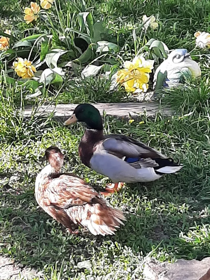 Зоопарк в Таганроге: Животные, Зоопарк, Для всей семьи, Природа,