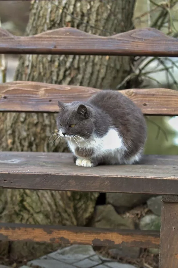 Зоопарк в Таганроге: Животные, Зоопарк, Для всей семьи, Природа,