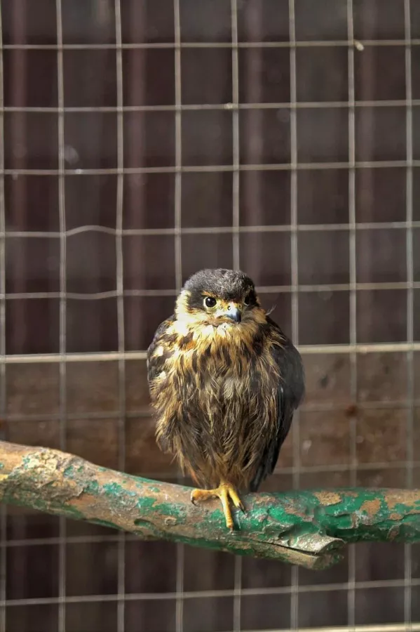 Зоопарк в Таганроге: Животные, Зоопарк, Для всей семьи, Природа,