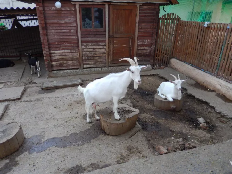 Зоопарк в Таганроге: Животные, Зоопарк, Для всей семьи, Природа,