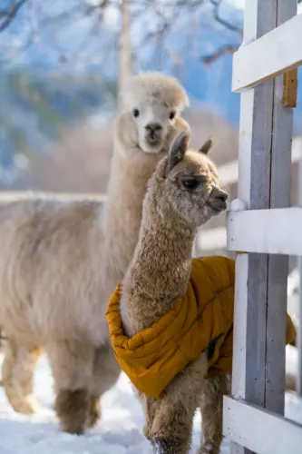 Ферма Альпак  в  Архызе