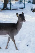 Миниатюра 9