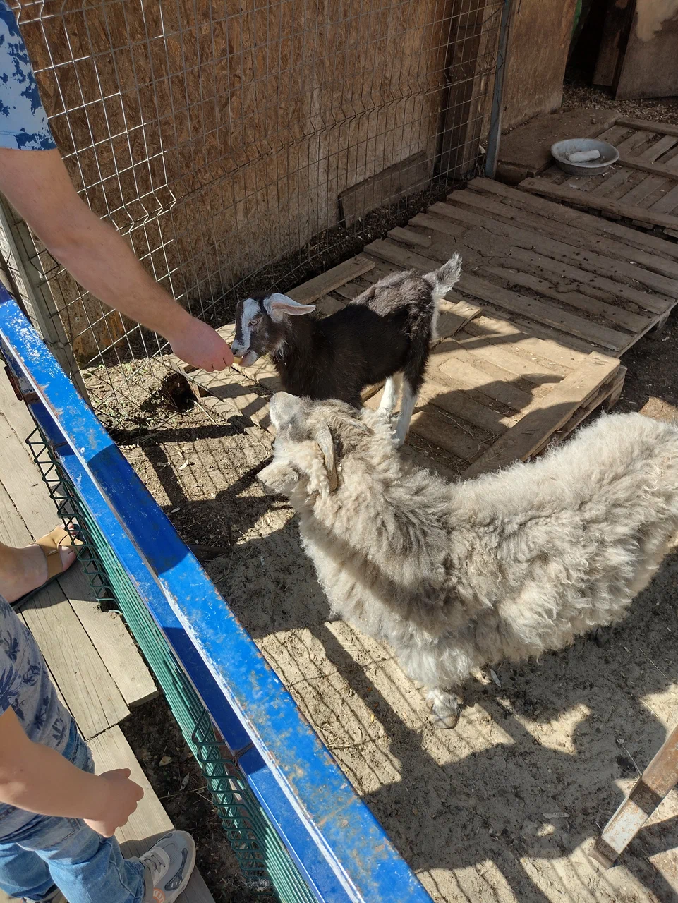 Зоопарк "Зоодворик"