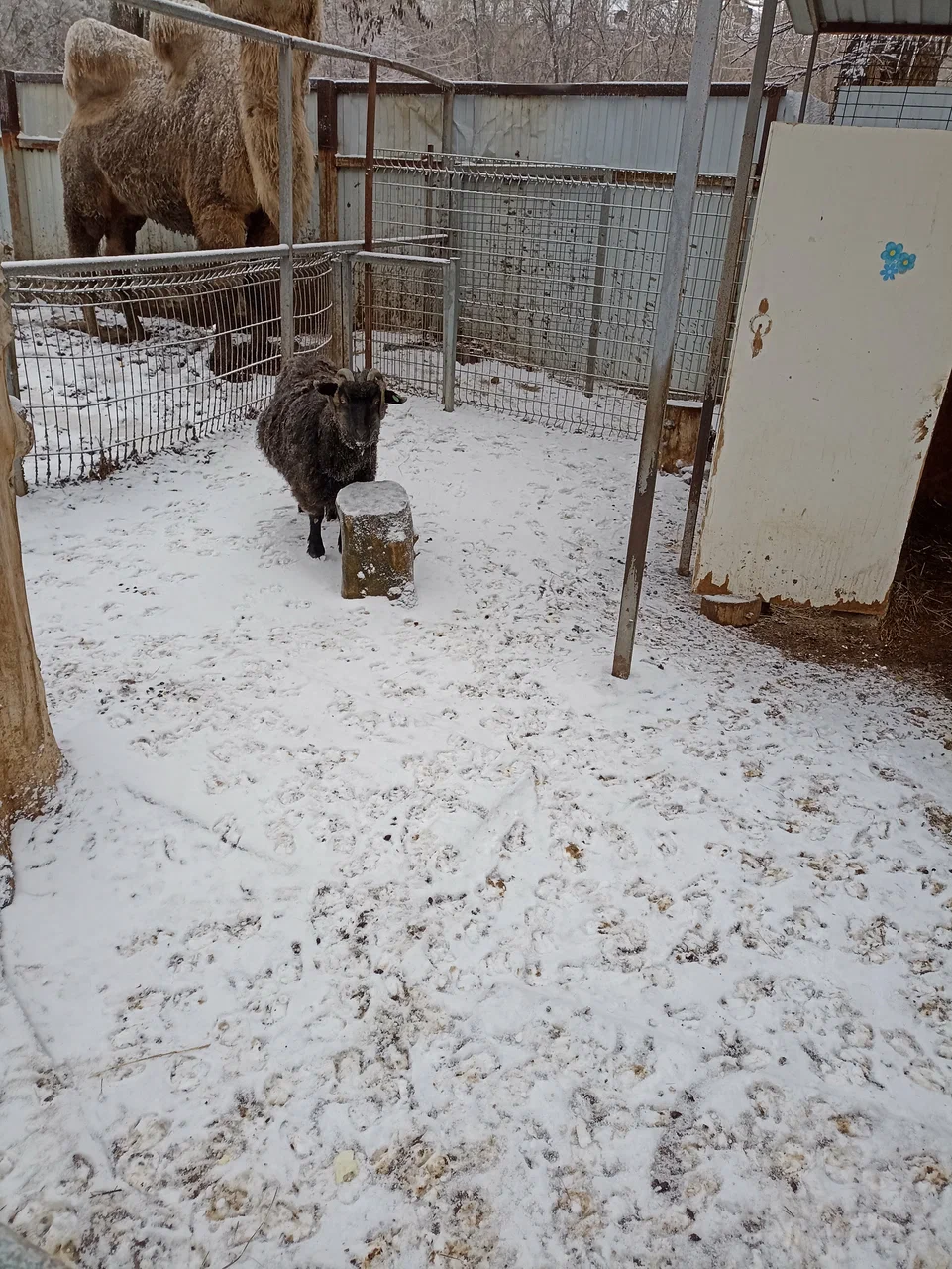 Зоопарк "Зоодворик"