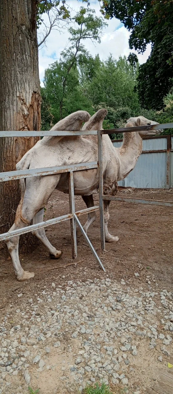 Зоопарк "Зоодворик"