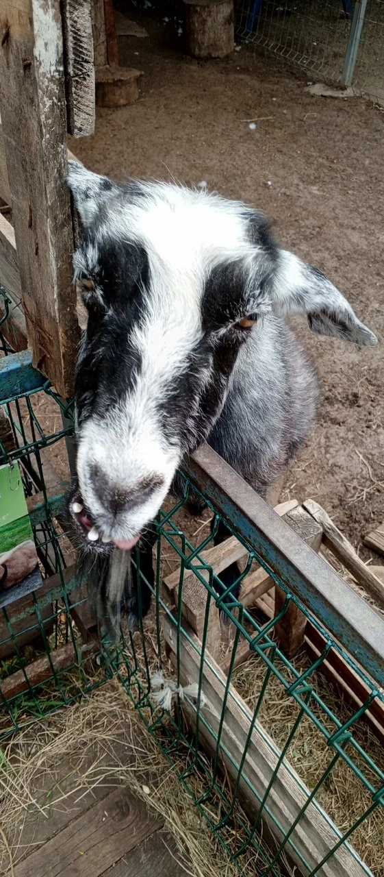 Зоопарк "Зоодворик"