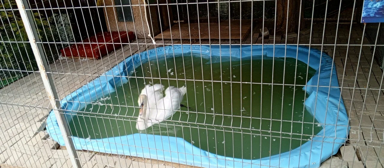 Зоопарк "Зоодворик"