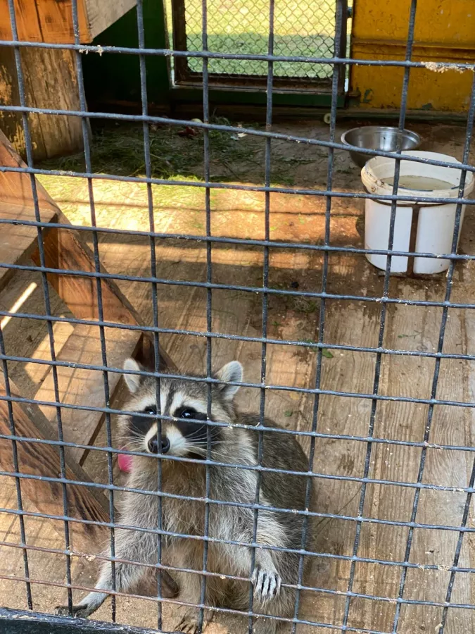 Зоопарк Центр живой природы в Абакане: Животные, Зоопарк, Для всей семьи, Природа,
