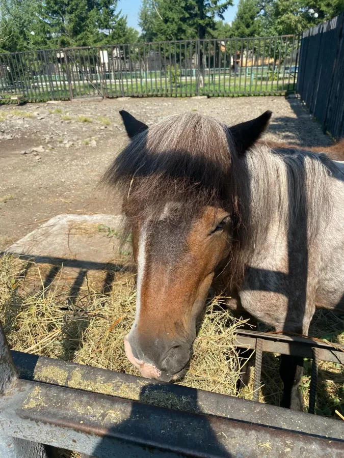 Зоопарк Центр живой природы в Абакане: Животные, Зоопарк, Для всей семьи, Природа,