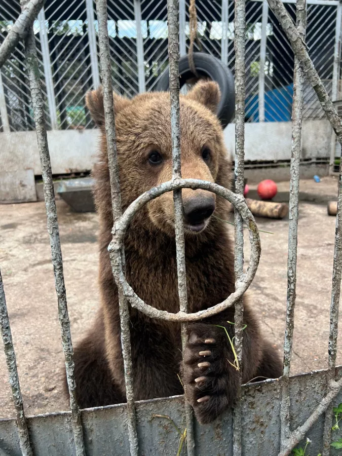 Зоопарк Центр живой природы в Абакане: Животные, Зоопарк, Для всей семьи, Природа,
