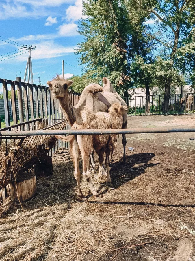Зоопарк Центр живой природы в Абакане: Животные, Зоопарк, Для всей семьи, Природа,