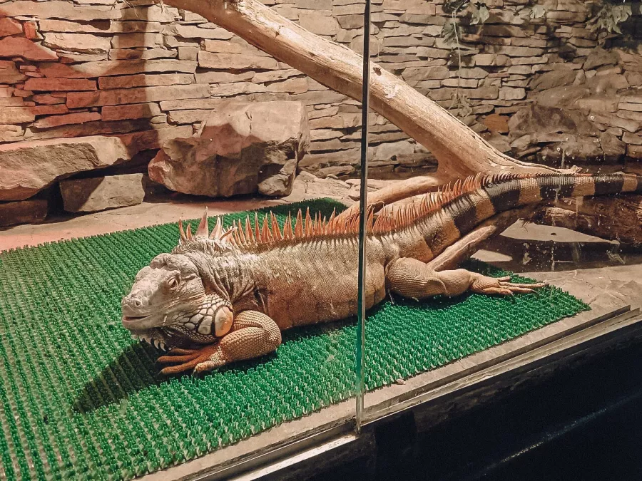 Зоопарк Центр живой природы в Абакане: Животные, Зоопарк, Для всей семьи, Природа,