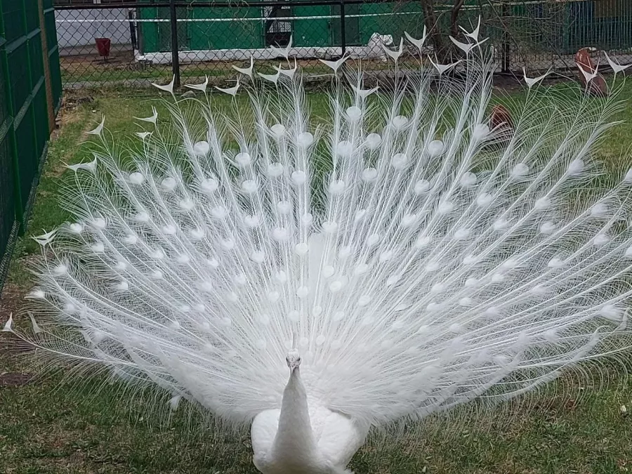 Зоопарк Центр живой природы в Абакане: Животные, Зоопарк, Для всей семьи, Природа,