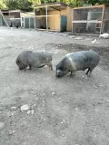 Миниатюра 8
