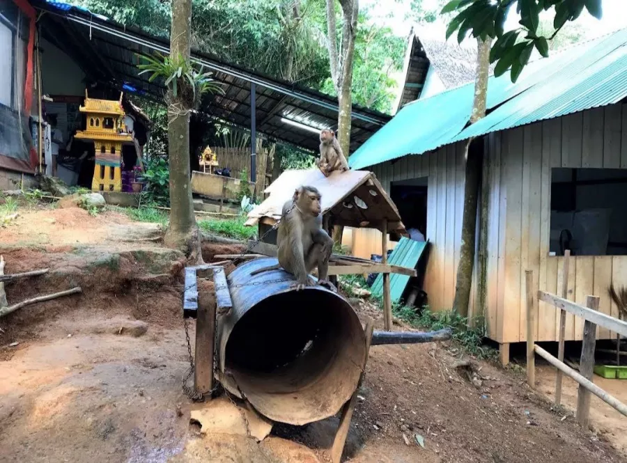 Зиплайн Skyline Adventure Phuket в Пхукете: Зиплайн, Квадроциклы, Слоны, Elephants, Zipline, ATV,