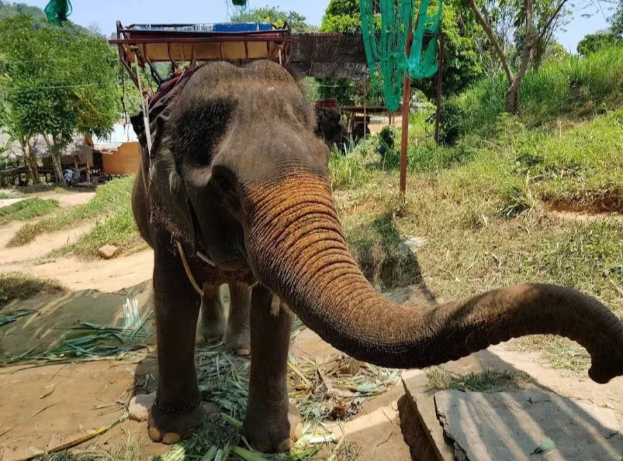 Зиплайн Skyline Adventure Phuket в Пхукете: Зиплайн, Квадроциклы, Слоны, Elephants, Zipline, ATV,