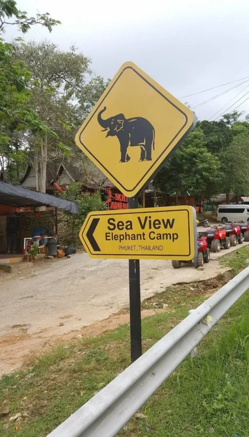 Зиплайн Skyline Adventure Phuket в Пхукете: Зиплайн, Квадроциклы, Слоны, Elephants, Zipline, ATV,