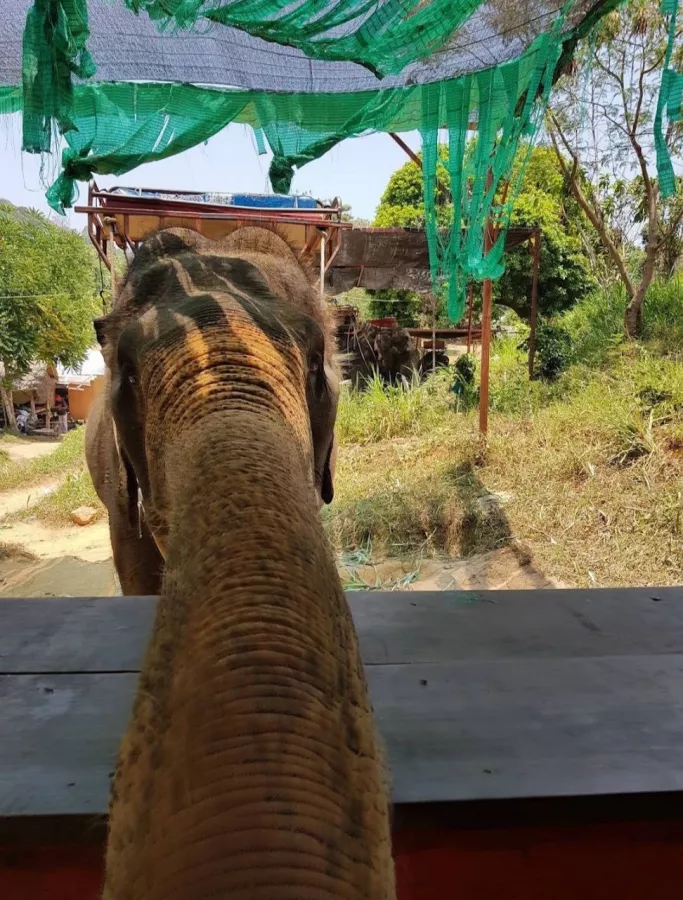 Зиплайн Skyline Adventure Phuket в Пхукете: Зиплайн, Квадроциклы, Слоны, Elephants, Zipline, ATV,
