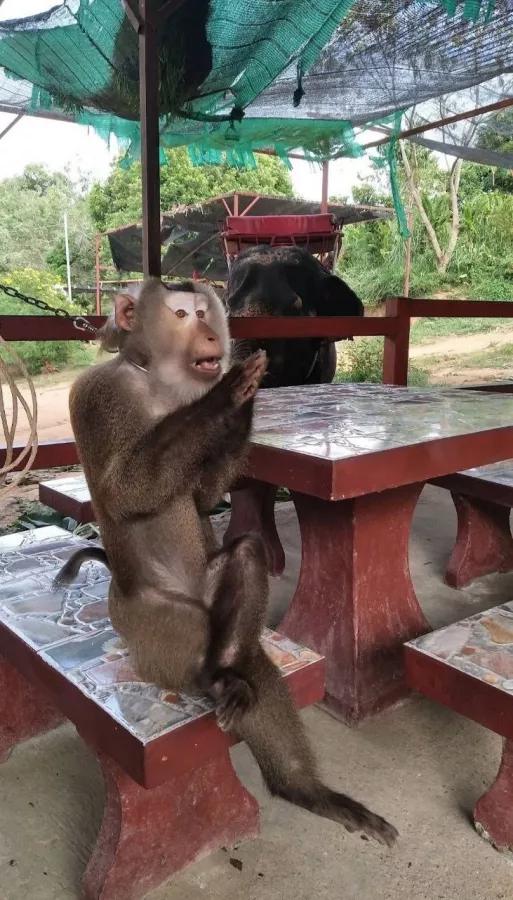 Зиплайн Skyline Adventure Phuket в Пхукете: Зиплайн, Квадроциклы, Слоны, Elephants, Zipline, ATV,