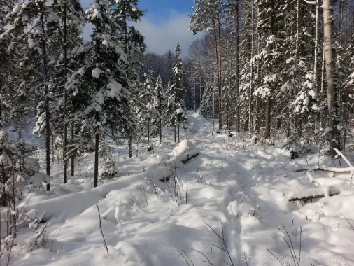 Охотхозяйство «Сосновый бор»