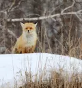 Миниатюра 12