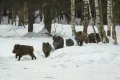 Миниатюра 17