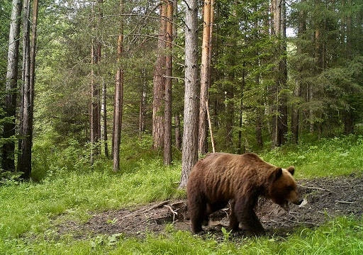 Охотничья база Гончак в Ижевске: Охотничья База, Охота в Ижевске, Охота на Кабана, Охота на Лося, Охота на Зайца, Охота на Медведя, Охота на Волка, Охота на Глухаря, Охота на Тетерева, Охота на Рябчика, Охота с Вышки, Охота на Барсука,