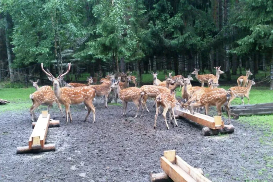 Охотничья база Иворовское охотхозяйство  в  Москве