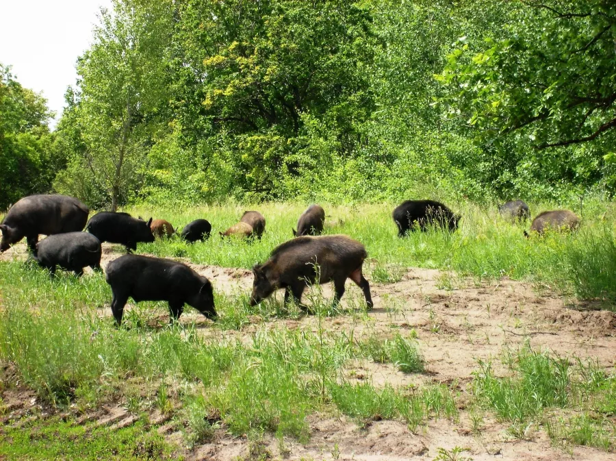 ВЕЛЕС - Клуб Охотников в Волгограде: Охота,