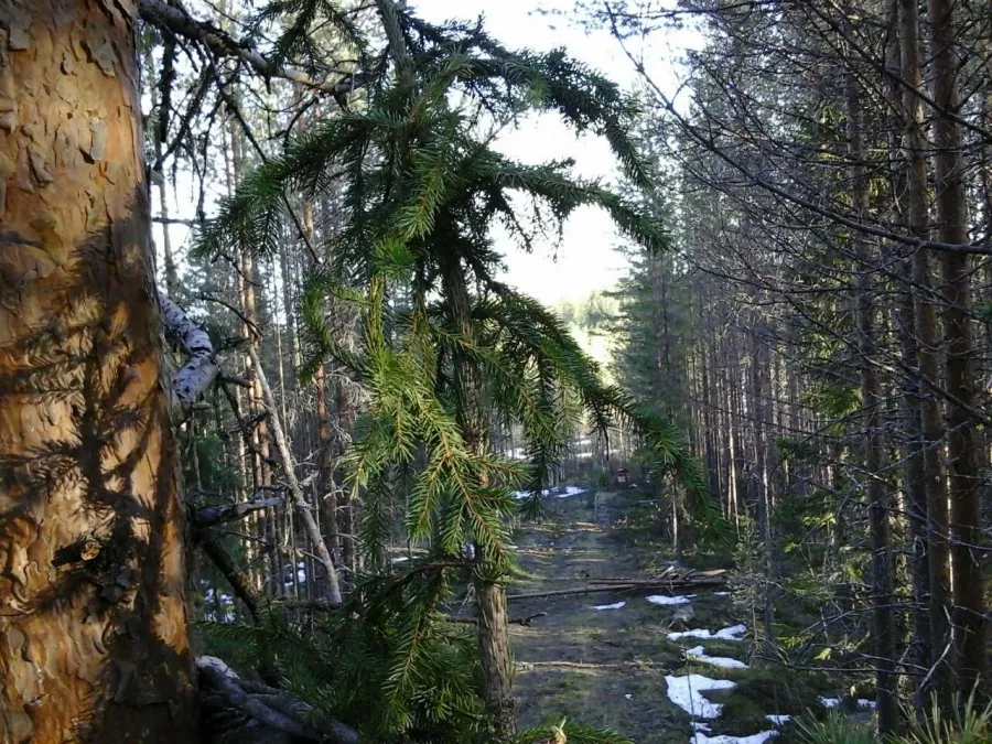 ВЕЛЕС - Клуб Охотников в Волгограде: Охота,