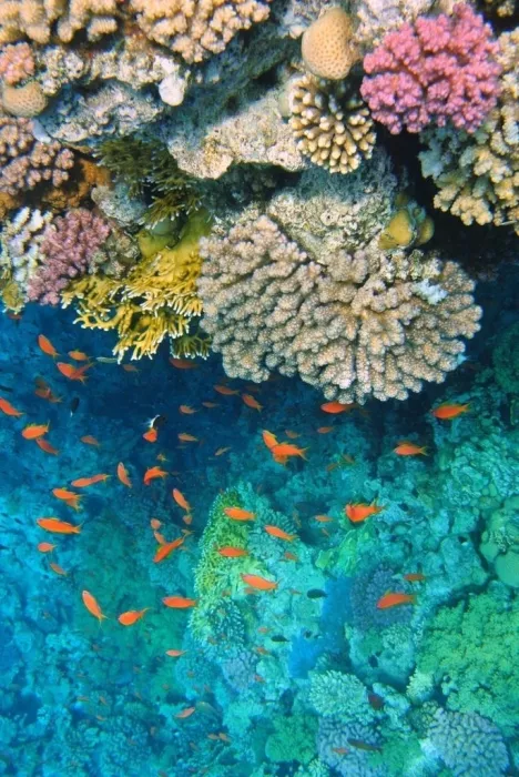 Турагентство Coral Travel на 22 Партсъезда в Самаре: Тур, Путешествие, Турагентство, Туризм, Отпуск, Море, 