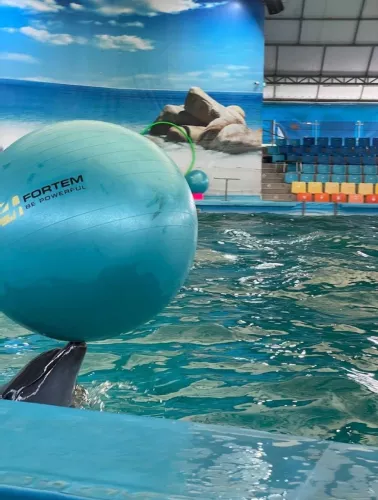 Дельфинарий Dolphins Bay Phuket в Пхукете